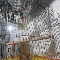 مرغ عشق سفیده سفید