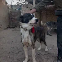 سگ نرولاس|سگ|اصفهان, پرتمان|دیوار