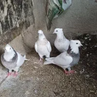 کبوتر طوقی طوق هفت رنگ