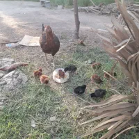 ماده مرغ با ۹جوجه|حیوانات مزرعه|میناب, |دیوار