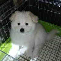 فروش توله پامرانین شیتزو سالم و مهربان