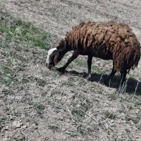 دو عدد میش جوان افشار قزل پلنگی