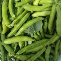 باقلا محلی. چرام