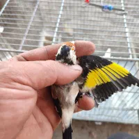 سهره جوجه قفس سال|پرنده|کرمانشاه, |دیوار