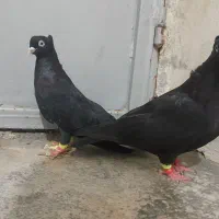 فروش یه جفت زاغ|پرنده|لامرد, |دیوار