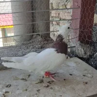 کبوتر طوقی|پرنده|بیرجند, |دیوار