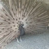 طاووس|پرنده|تهران, بوستان چیتگر|دیوار