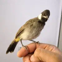 جوجه قناری، جوجه سهره