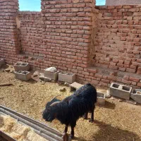 بز و میش فروشی