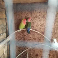 طوطی برزیلی|پرنده|کازرون, |دیوار