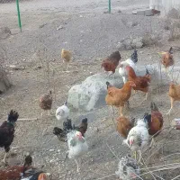 مرغ وخروس|حیوانات مزرعه|اردبیل, |دیوار