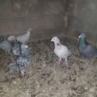 سرور|پرنده|مشهد, منزل آباد|دیوار