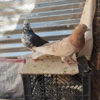 کفتر