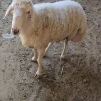 قوچ شالی دورگ