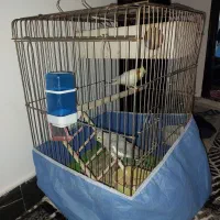 نروماده عروس هلندی