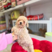 پودل اپریکات(کوکونات)