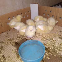 جوجه  تخم گذار یک روزه
