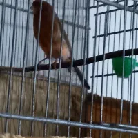 قناری رسمی بلند|پرنده|ماهدشت, |دیوار