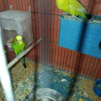 جفت مرغ عشق