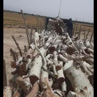 خرید چوب خرید درخت|خدمات باغبانی و درختکاری|سنندج, |دیوار