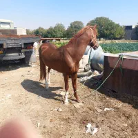 اسب نریان|اسب و تجهیزات اسب‌سواری|کرج, اکبرآباد|دیوار