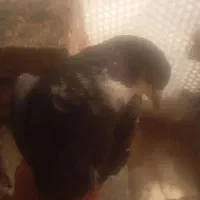 پنج عدد کفتر|پرنده|کرمان, |دیوار