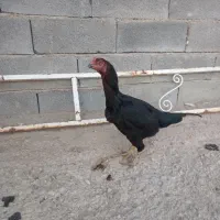 خروس لاری مرغ لاری  مرغ وخروس دورگه