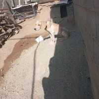 سک دنبلان|سگ|گلی داغ, |دیوار