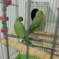 یک جفت ملنگو کارداده