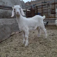 ۳ تا کره با ۸ تا بره