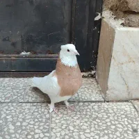 کبوتر طوقی سالم