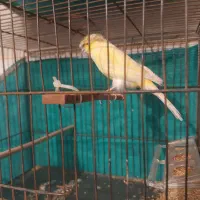 قناری  نرو ماده|پرنده|شهریار, شهرک وائین|دیوار