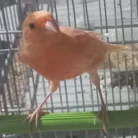 قناری . برفکی .|پرنده|ملایر, |دیوار