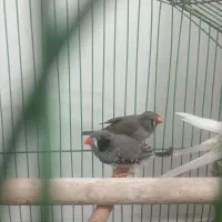 فنچ بنگالی اصل معاوضه با وسیله بدرد بخور