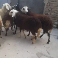 بره ماده قوچ میش بز