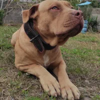 یکجفت امریکن پیتبول اصیل|سگ|سنگر, |دیوار