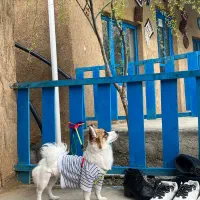 واگزاری سگ اشپیز