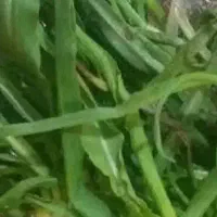 گیاه بهاره