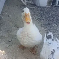 فروش بوقلمون نر ماده