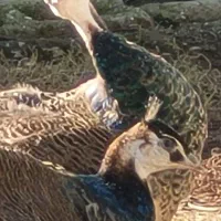 طاووس هندی ومصری|پرنده|محمودآباد, |دیوار