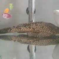 لجن خوار اسپرت