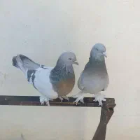 جفت سوسنی بازی کن