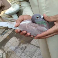 سلام وعرض کلون و واع ابادانی0