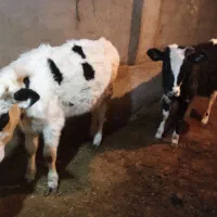 4عددگاو سیمینتال