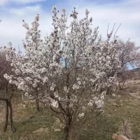 دنبال یک اطاق هستم