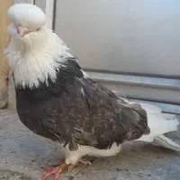 کبوتر نوک قنار|پرنده|تهران, بوستان ولایت|دیوار