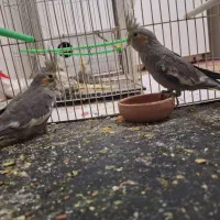 عروس هلندی|پرنده|خواف, |دیوار