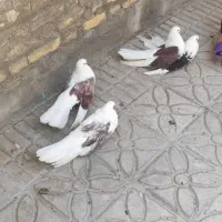 کبوتر پشت دار کشیده