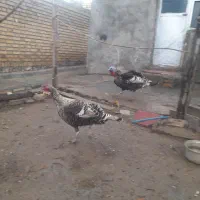 بوقلمون نر و ماده جوان