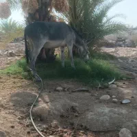 فروش فوری متور تیوفایو